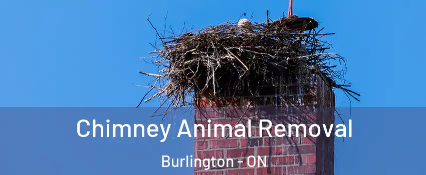  Chimney Animal Removal Burlington - ON