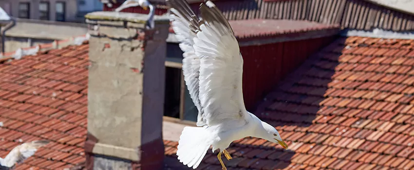 Residential Chimney Animal Removal Solution in Burlington, ON