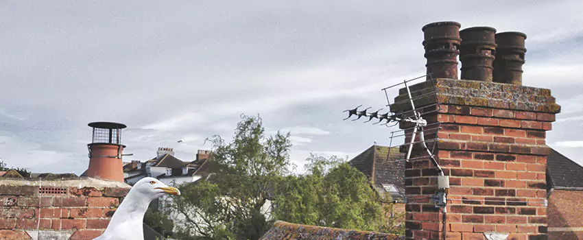 Chimney Cleaning And Restoration in Burlington, Ontario